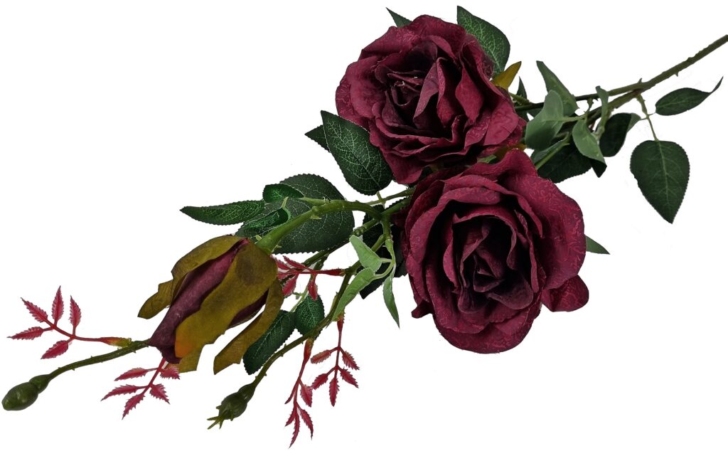 Róża D03